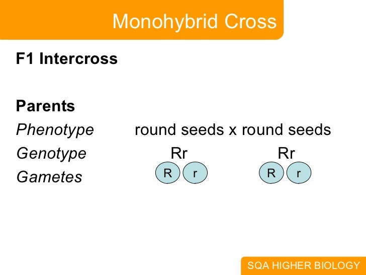 example of monohybrid cross and dihybrid cross