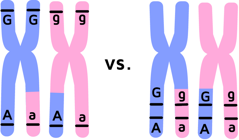 dihybrid cross linked genes example