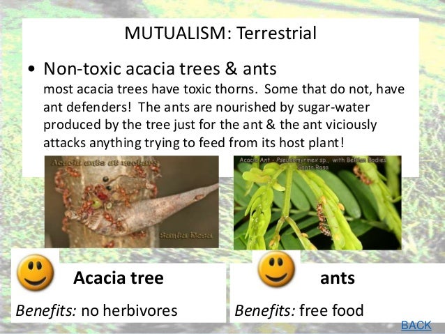 example of mutualism relationship in the ecosystem