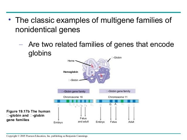 the globin gene family is an example of quizlet