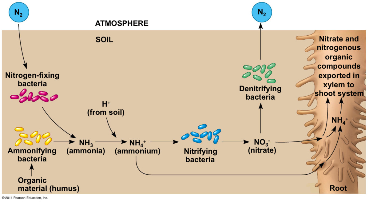 state an example of a nitrogen-fixing bacteria
