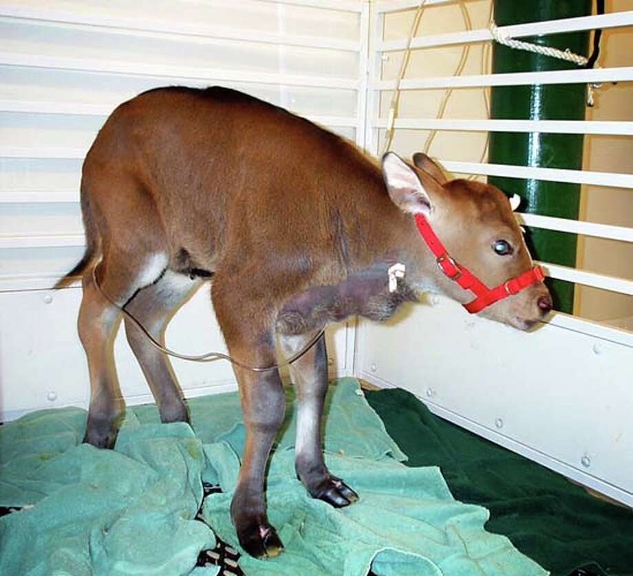 example of consequences for a animal being extincted
