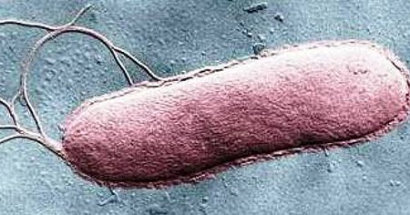 what is an example of a flagella